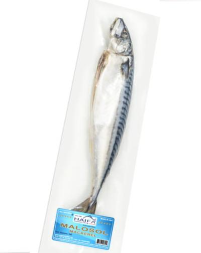 Haifa Molosol Mackerel